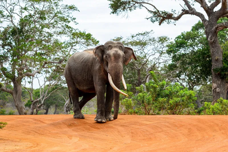 Sri Lankan elephant in natural habitat
