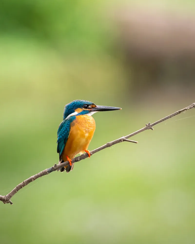 Kingfisher bird in Sri Lanka