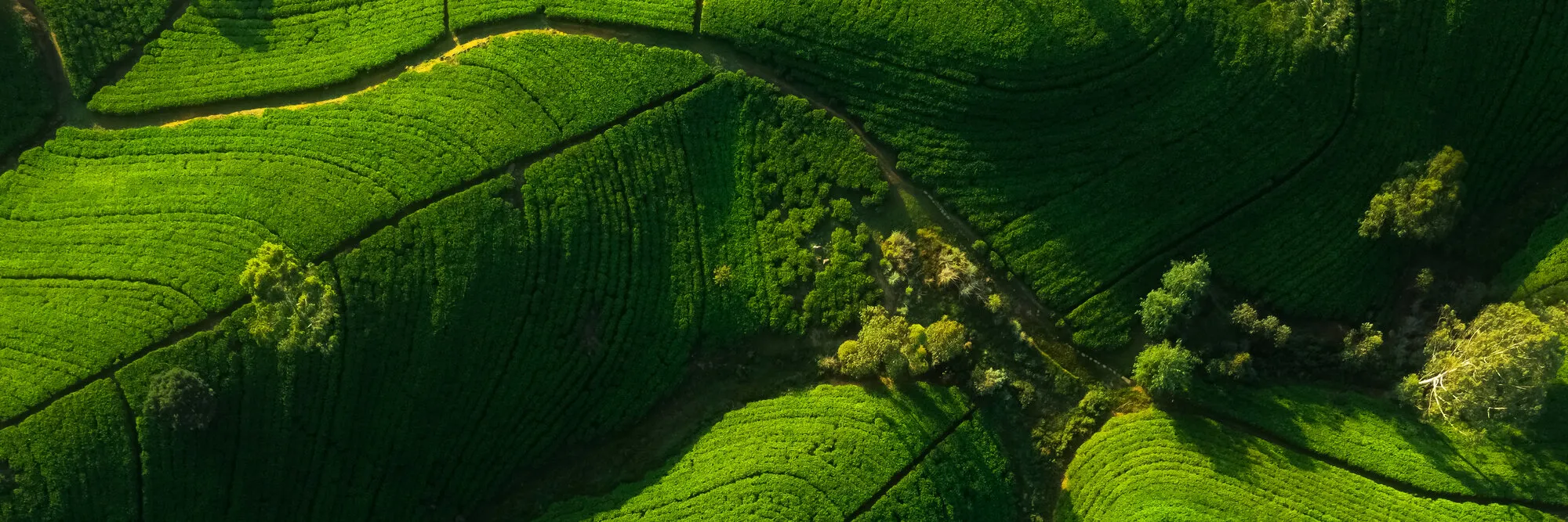 Aerial view of Ceylon tea plantations